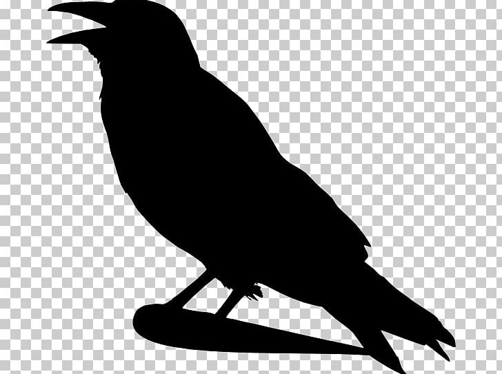 Crow clipart crow beak. Png american bird 