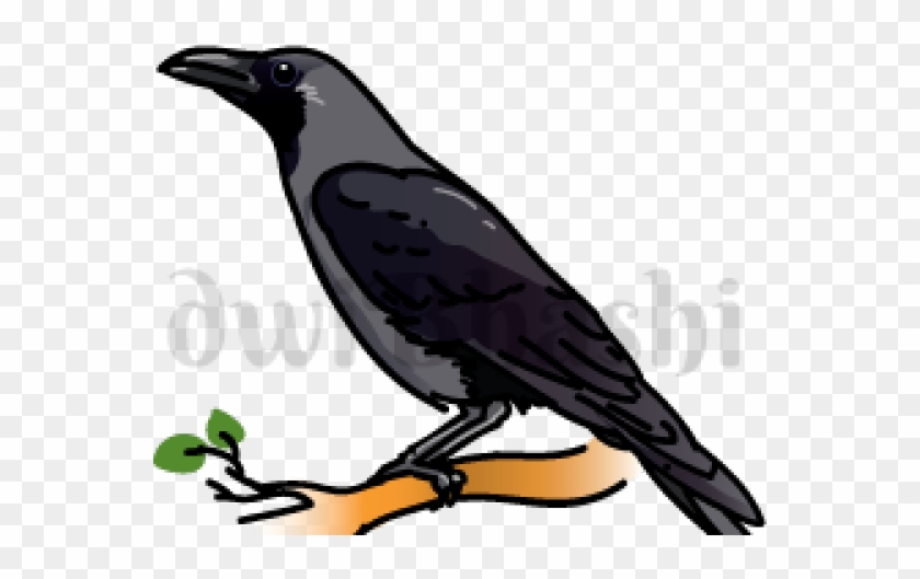 crow clipart crow indian