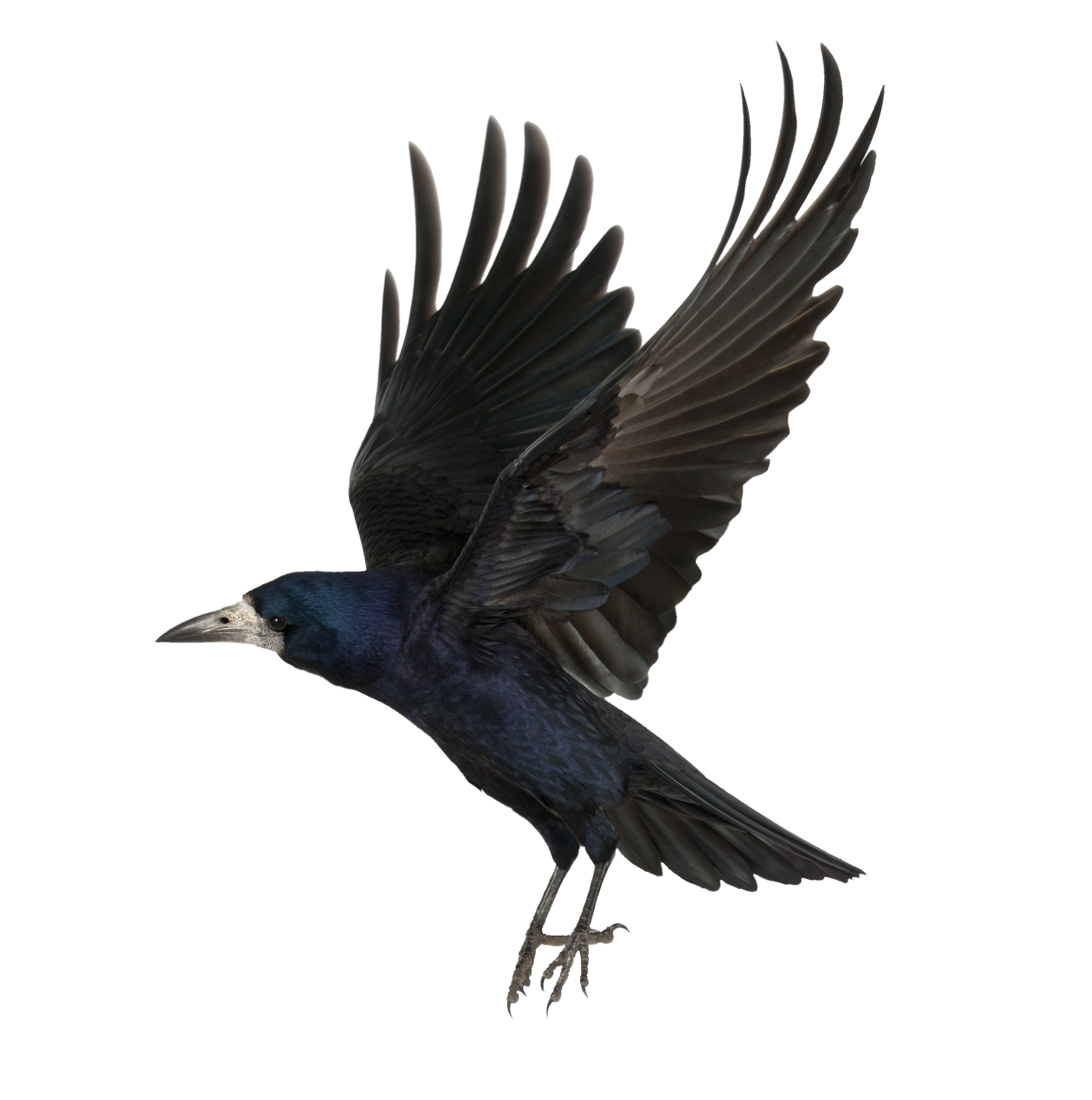 Png background image mart. Crow clipart cuckoo