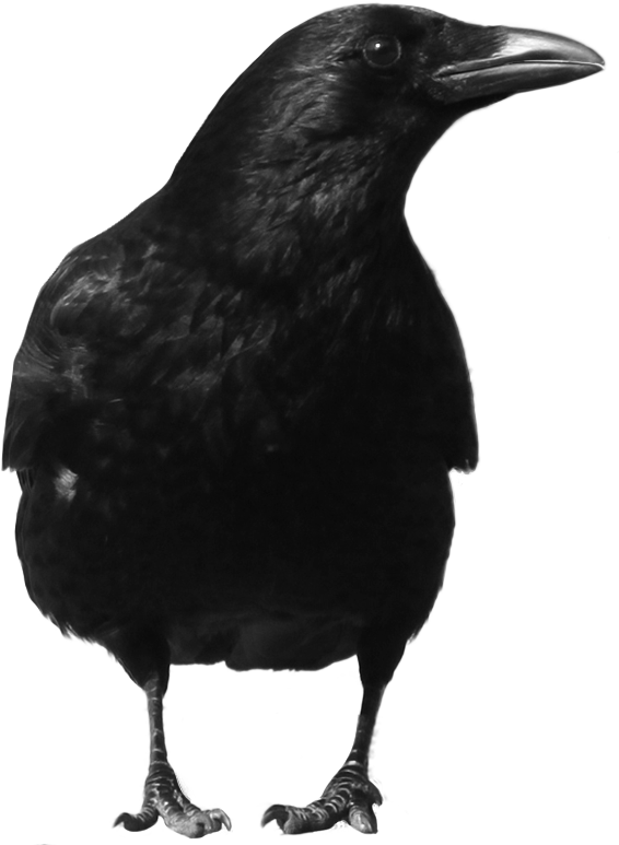 Crow dead crow