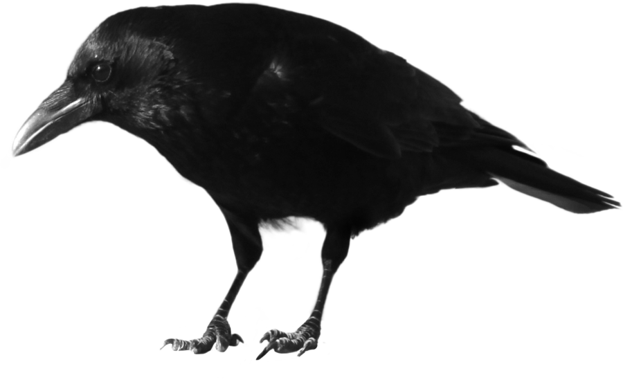 crow clipart evil