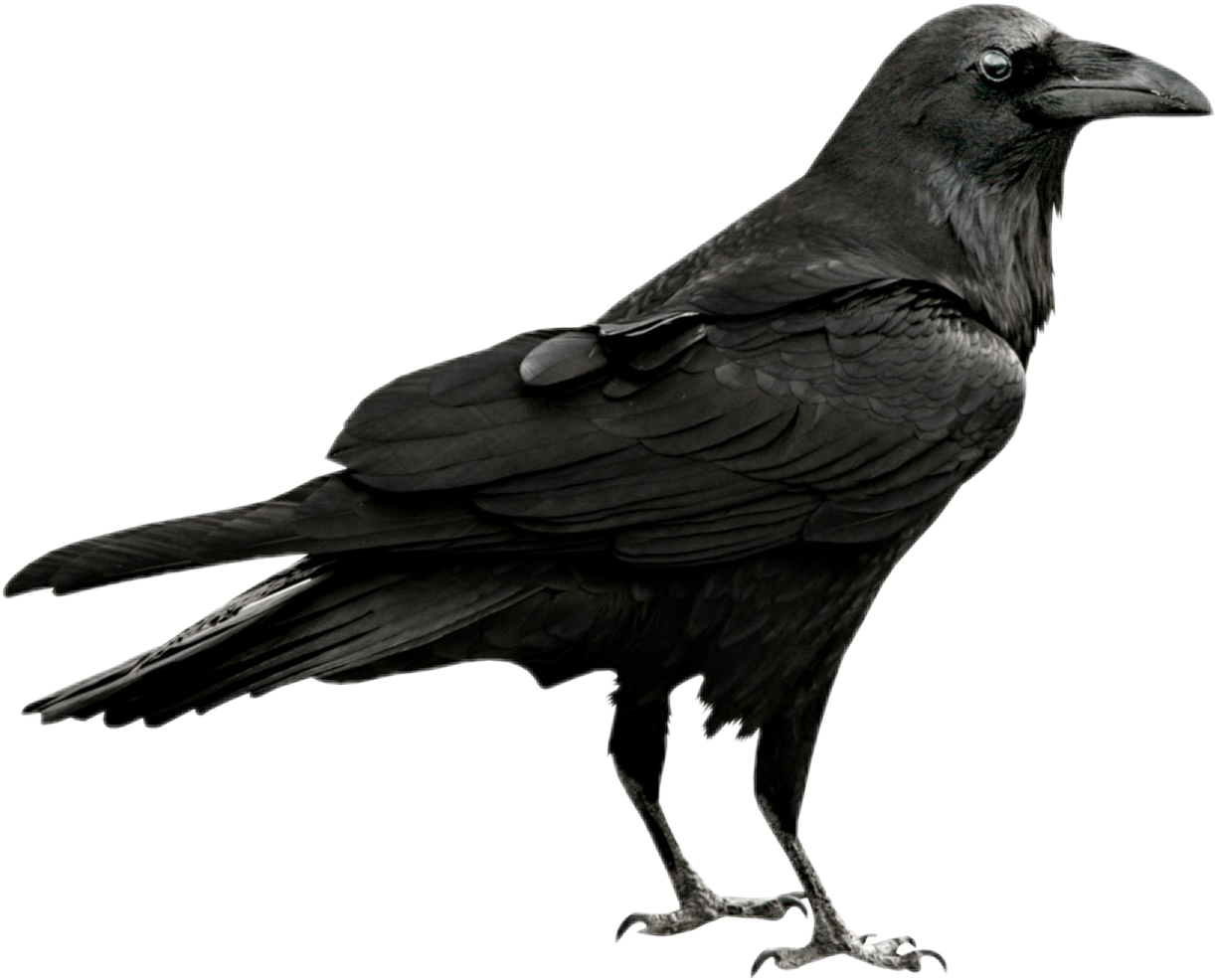 Crow clipart gothic, Crow gothic Transparent FREE for download on