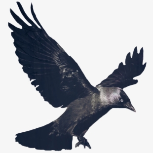 Png free cliparts on. Crow clipart gothic