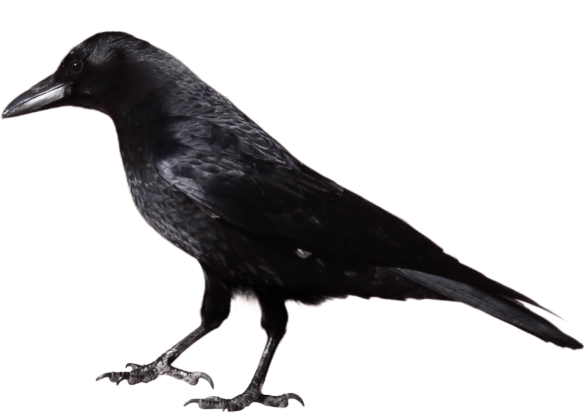 crow clipart happy