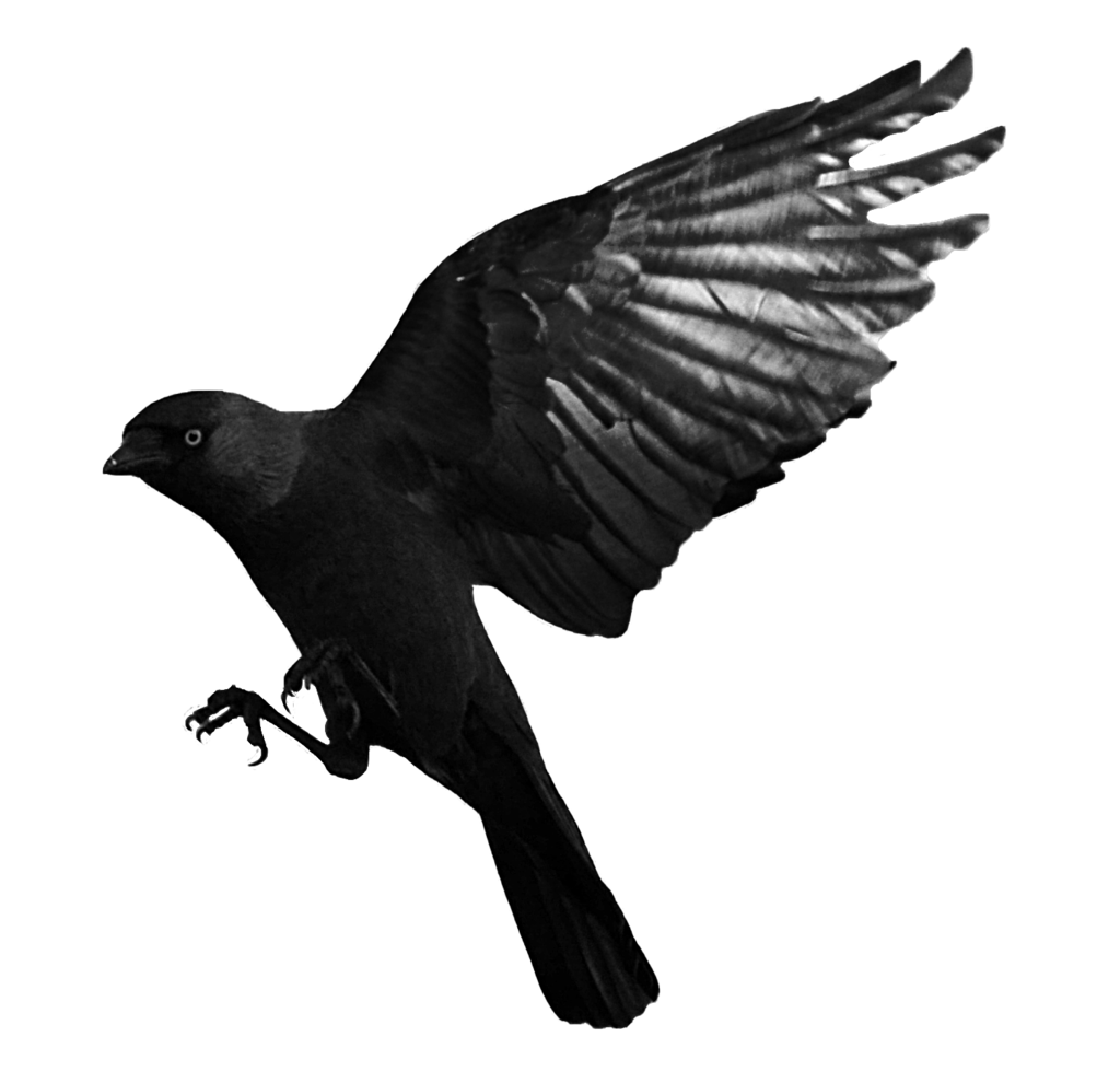 crow clipart jackdaw