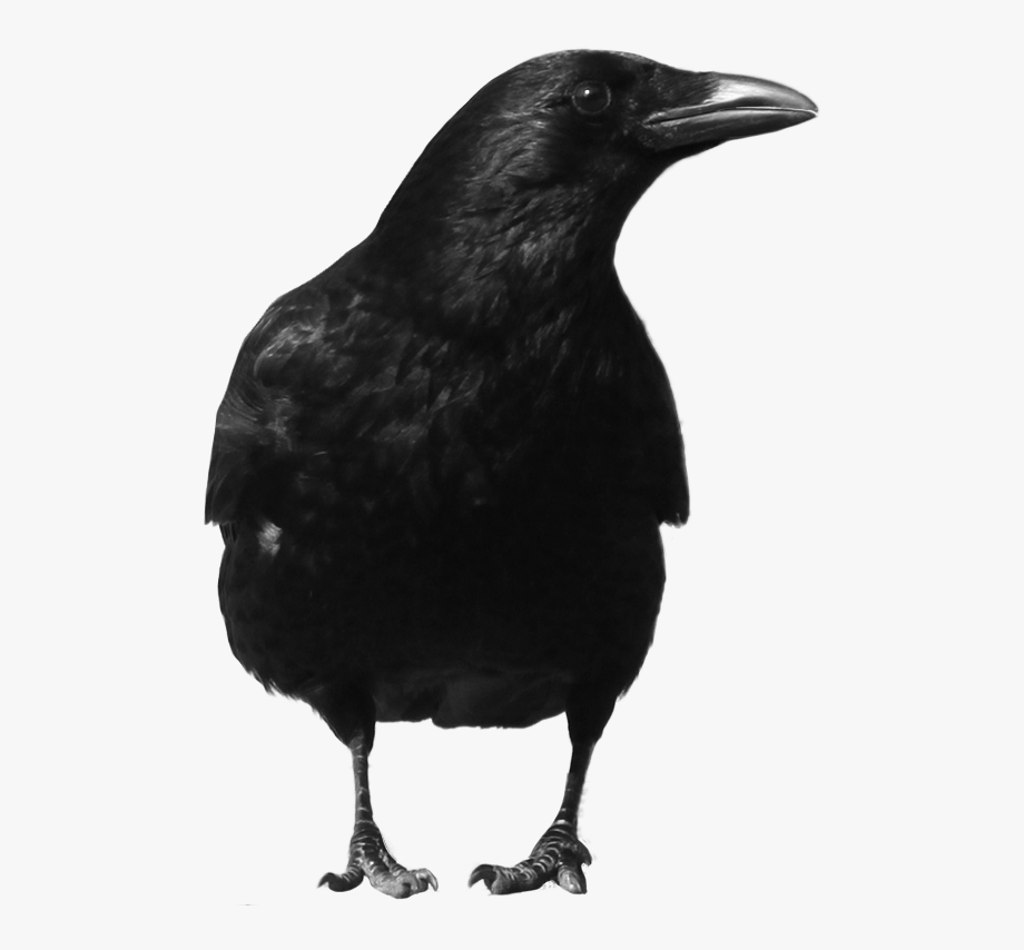 crow clipart large