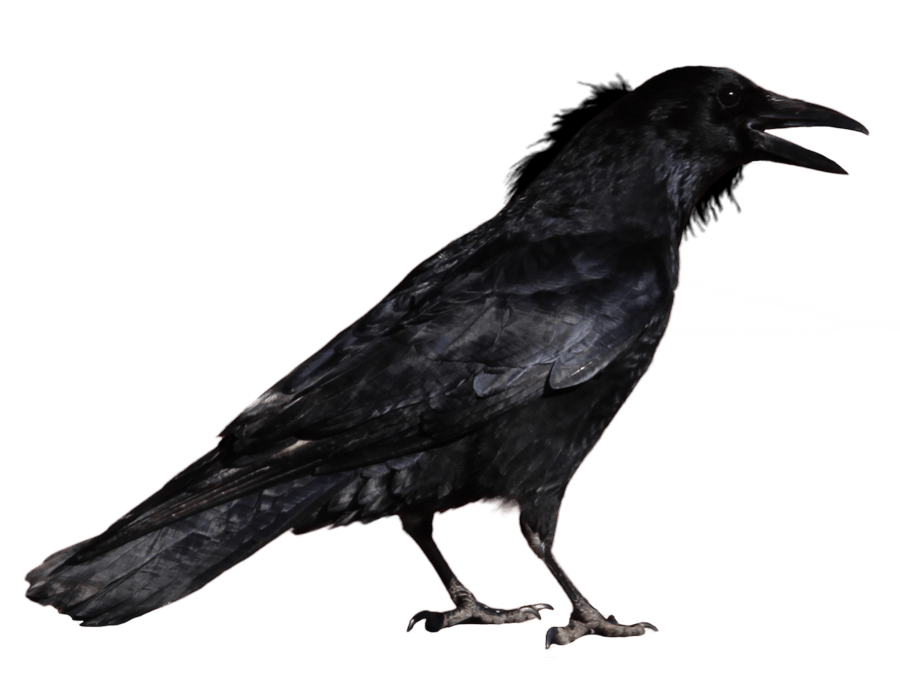 crow clipart male