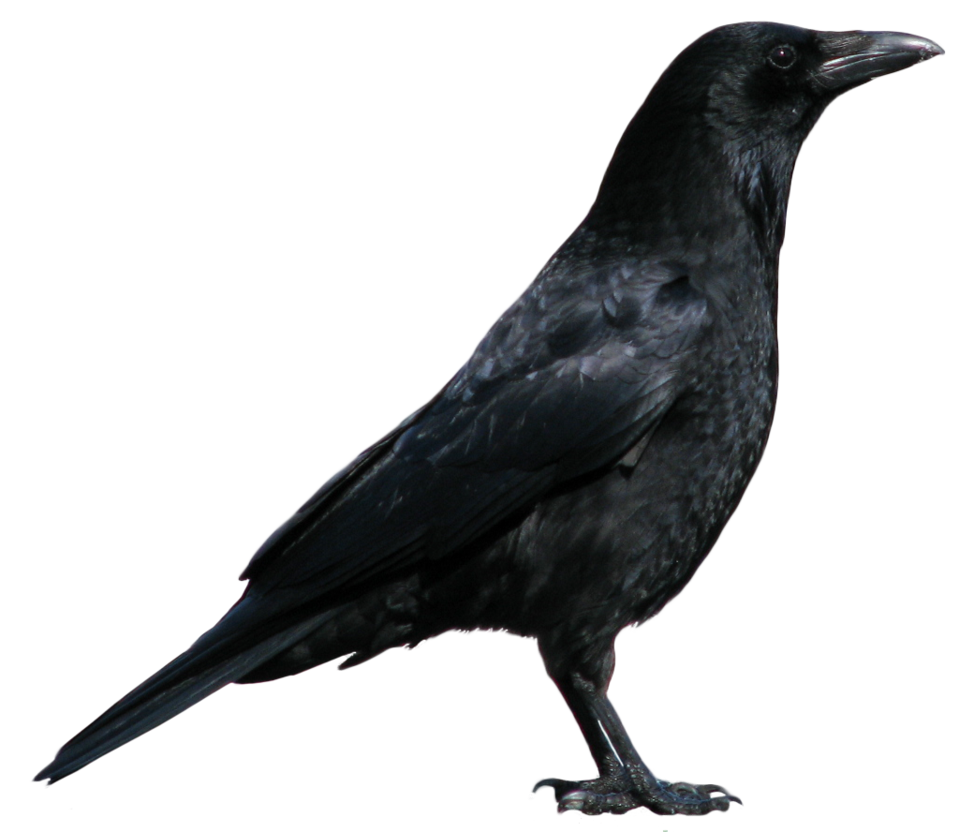 crow clipart primitive