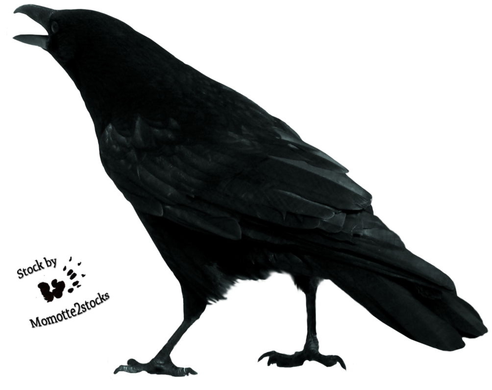 crow clipart raucous