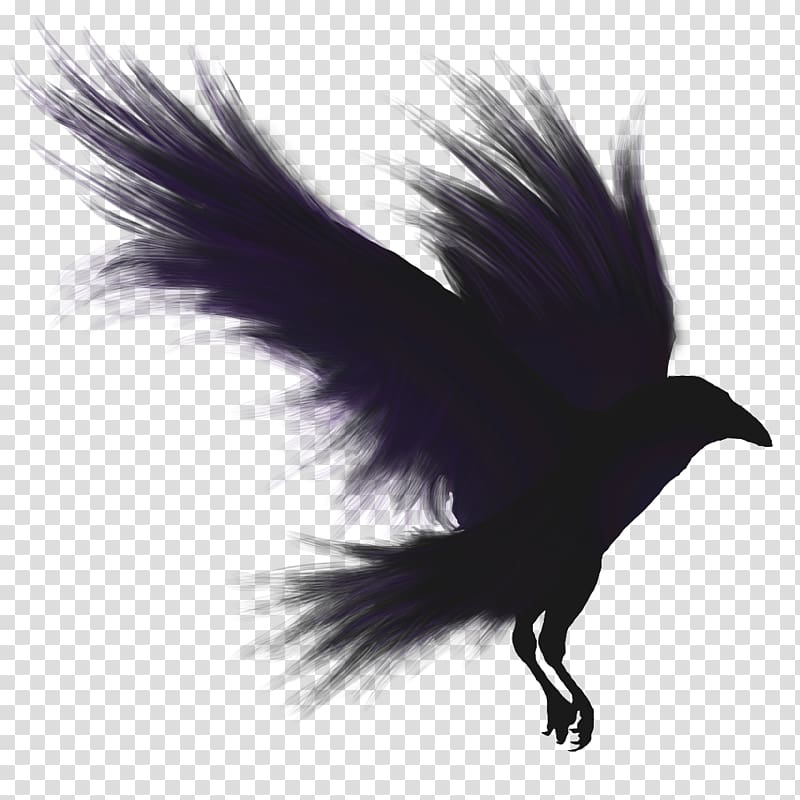 crow clipart raven