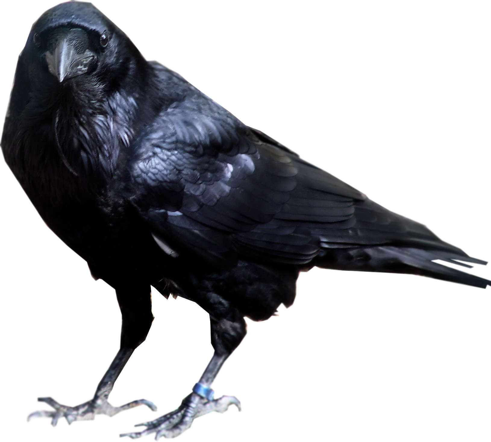 head clipart raven