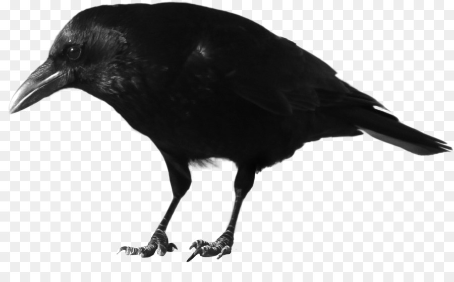 crow clipart rook