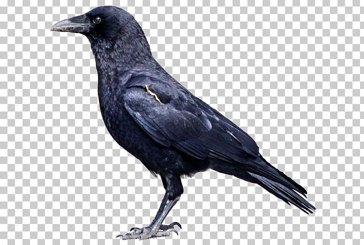 crow clipart side view