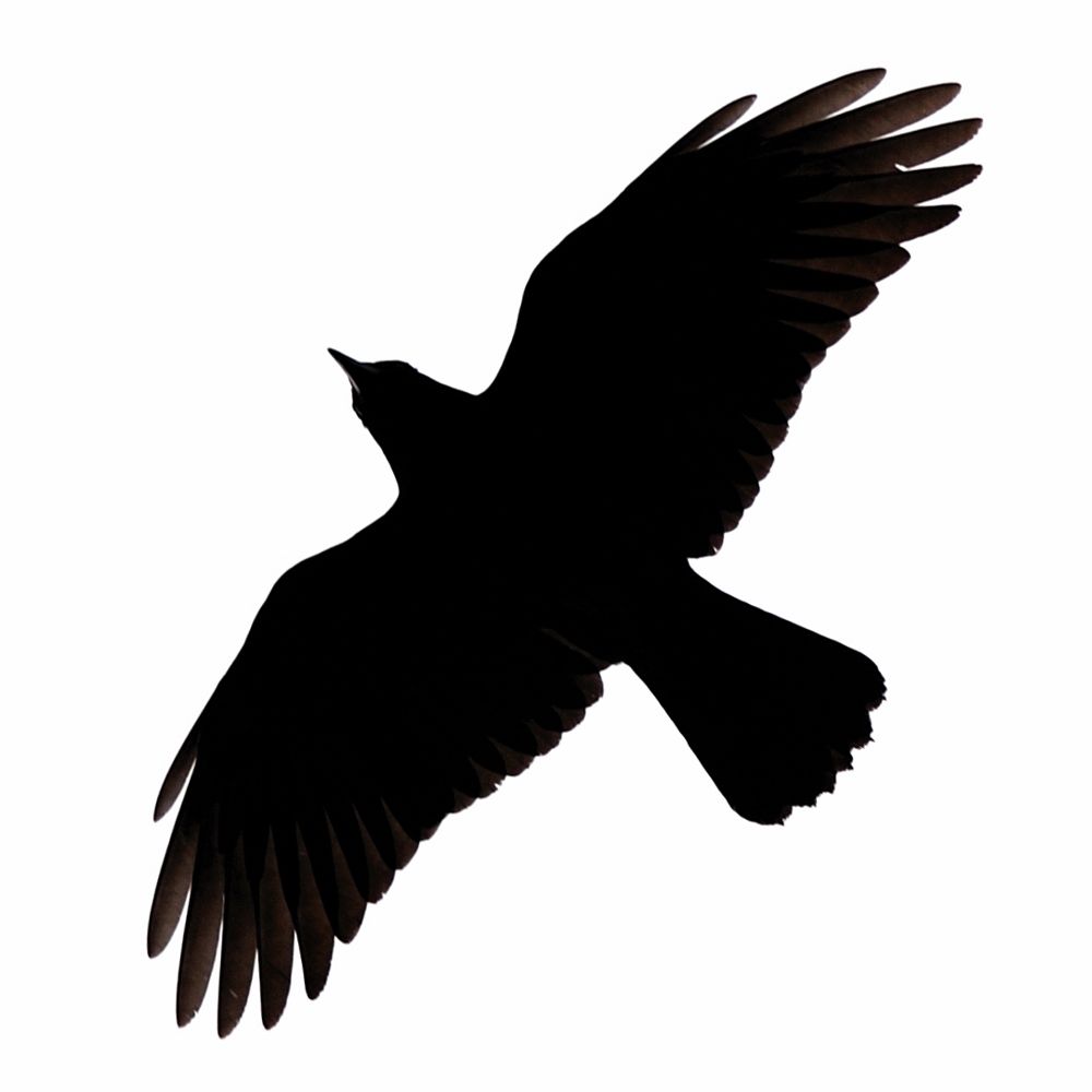 crow clipart simple
