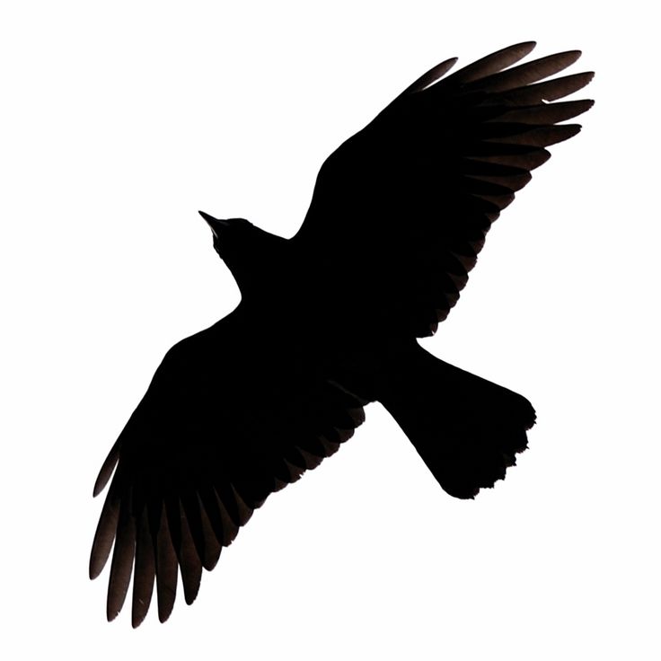 crow clipart single