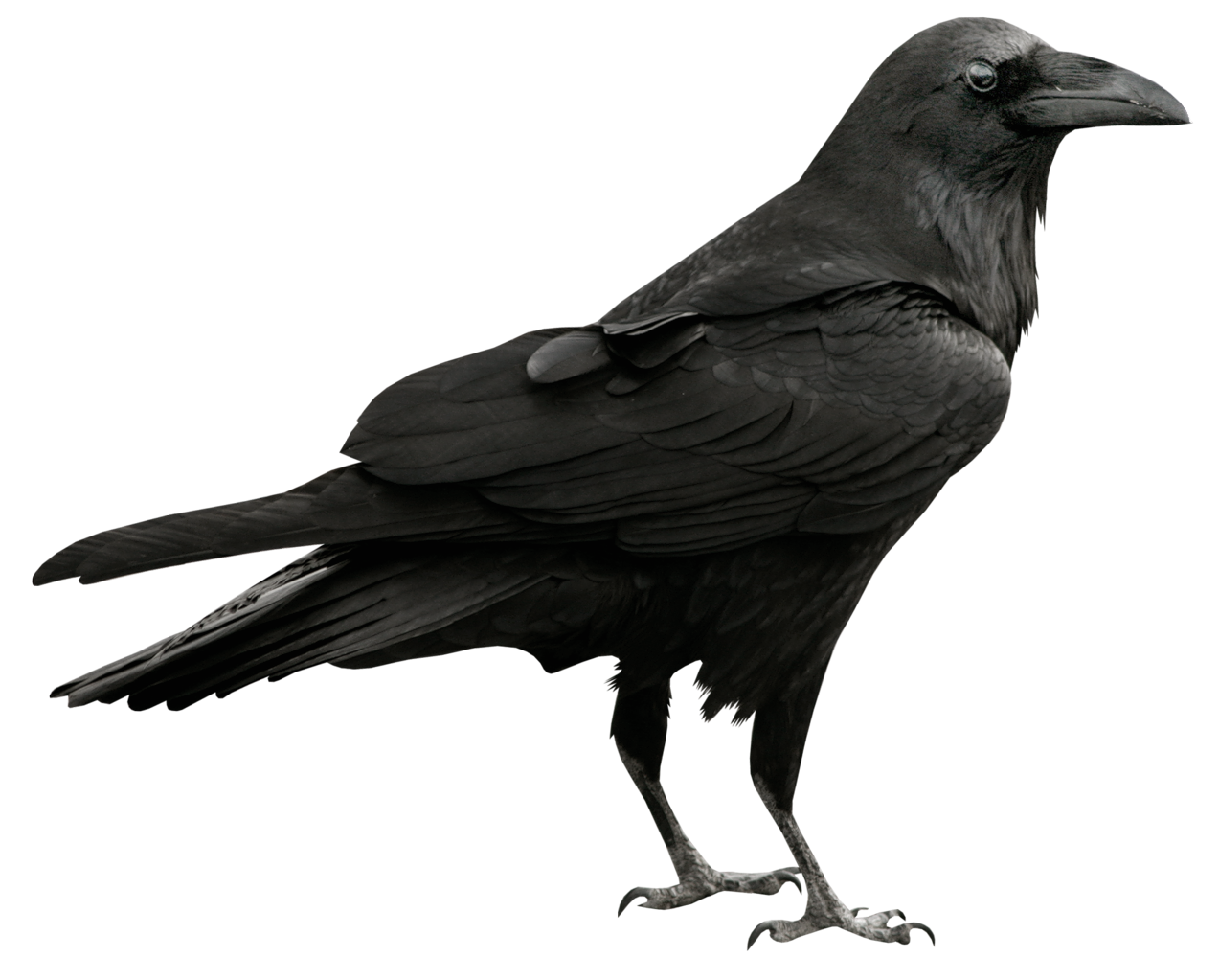 crow clipart six