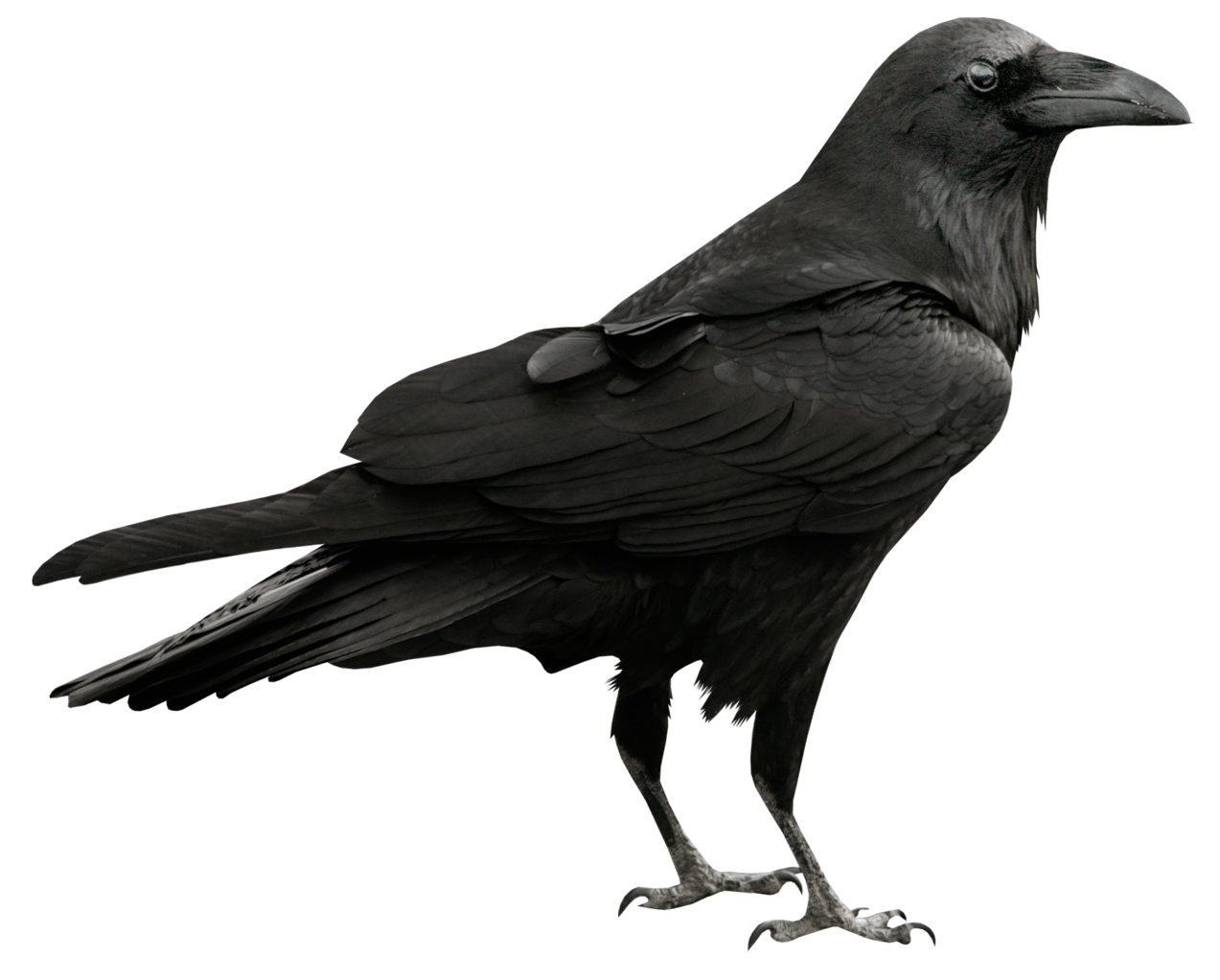 Raven transparent png picture. Crow clipart six