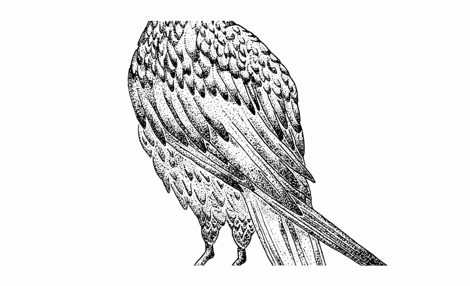 crow clipart sketch