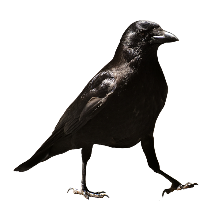 Crow transparent background