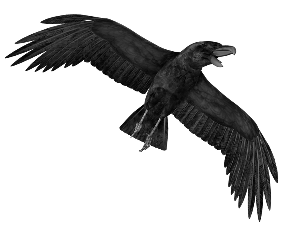 crow clipart transparent background