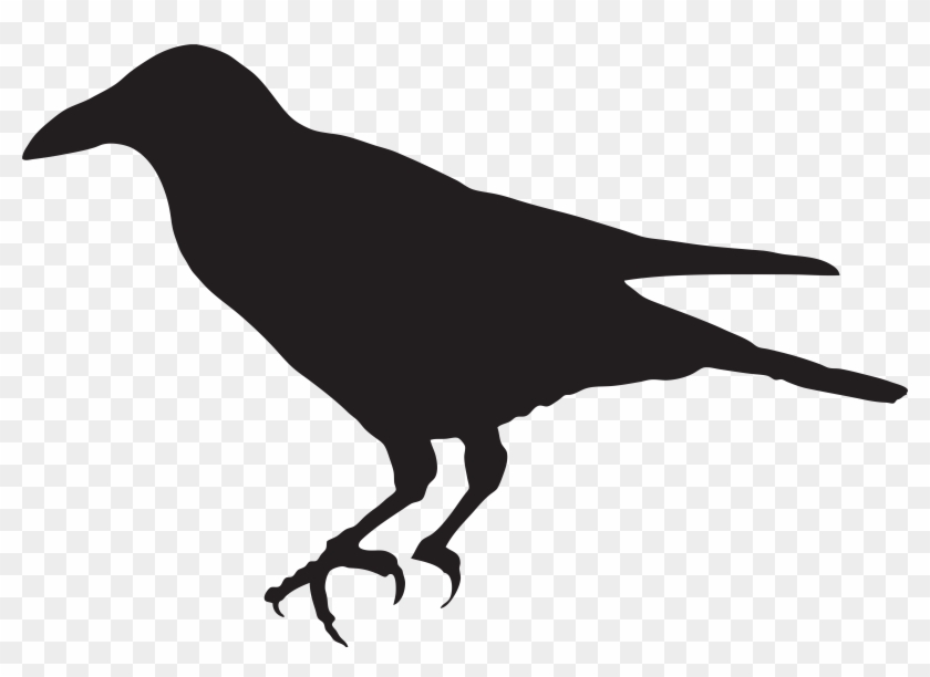 Hd png download . Crow clipart transparent background