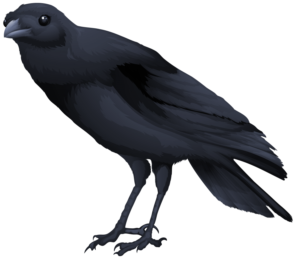 crow clipart transparent background