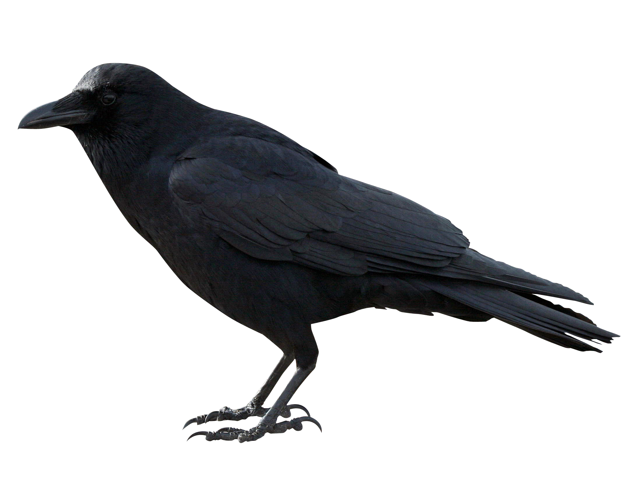 Png images free download. Crow clipart transparent background