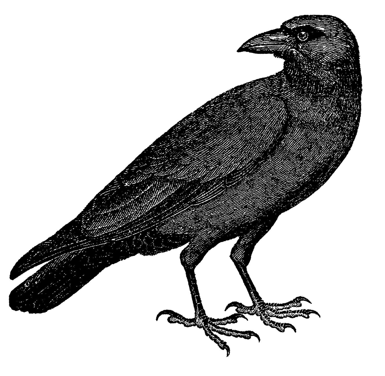 Digital stamp design vintage. Crow clipart two