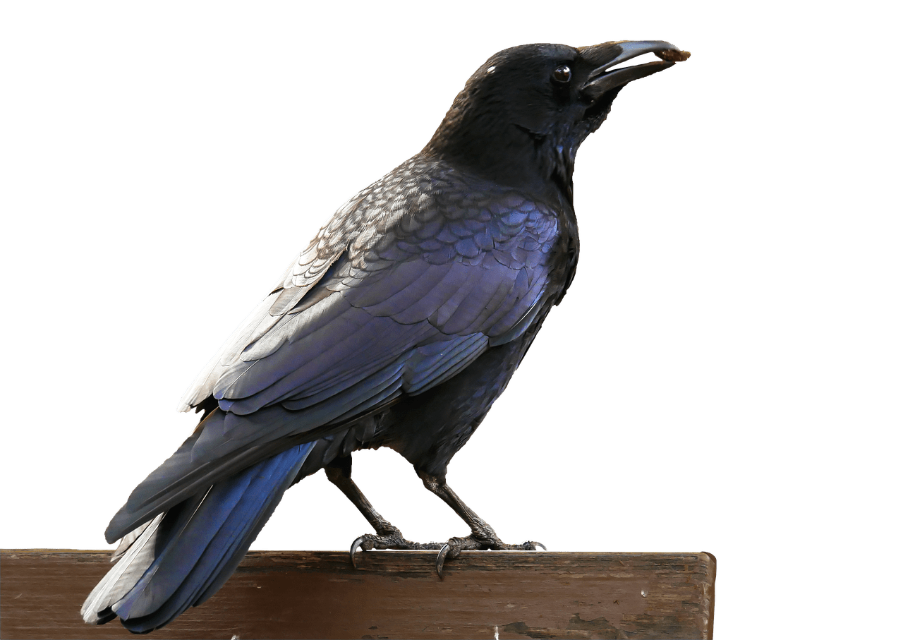 crow clipart urraca