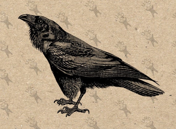 crow clipart vintage