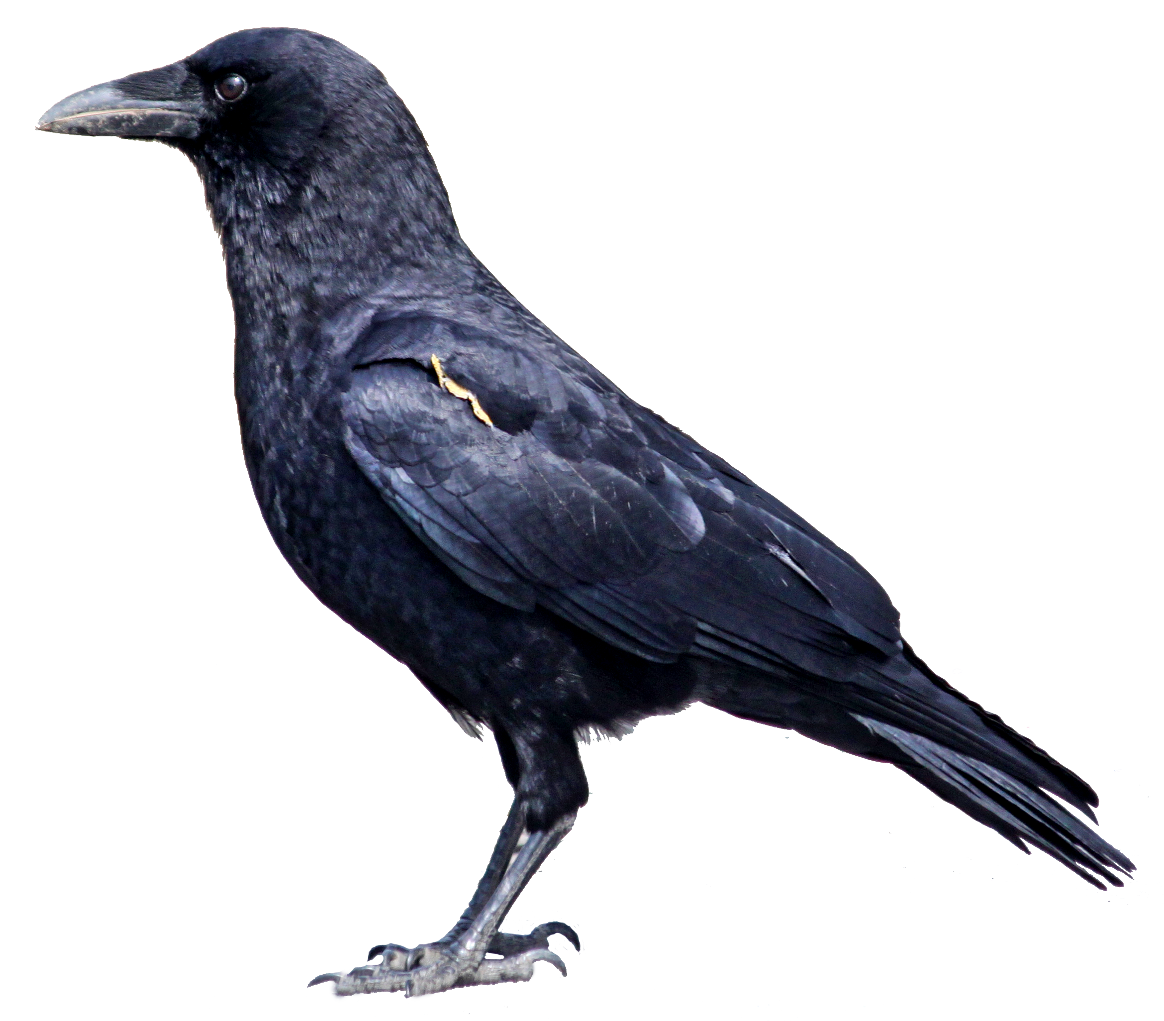 crow clipart white background