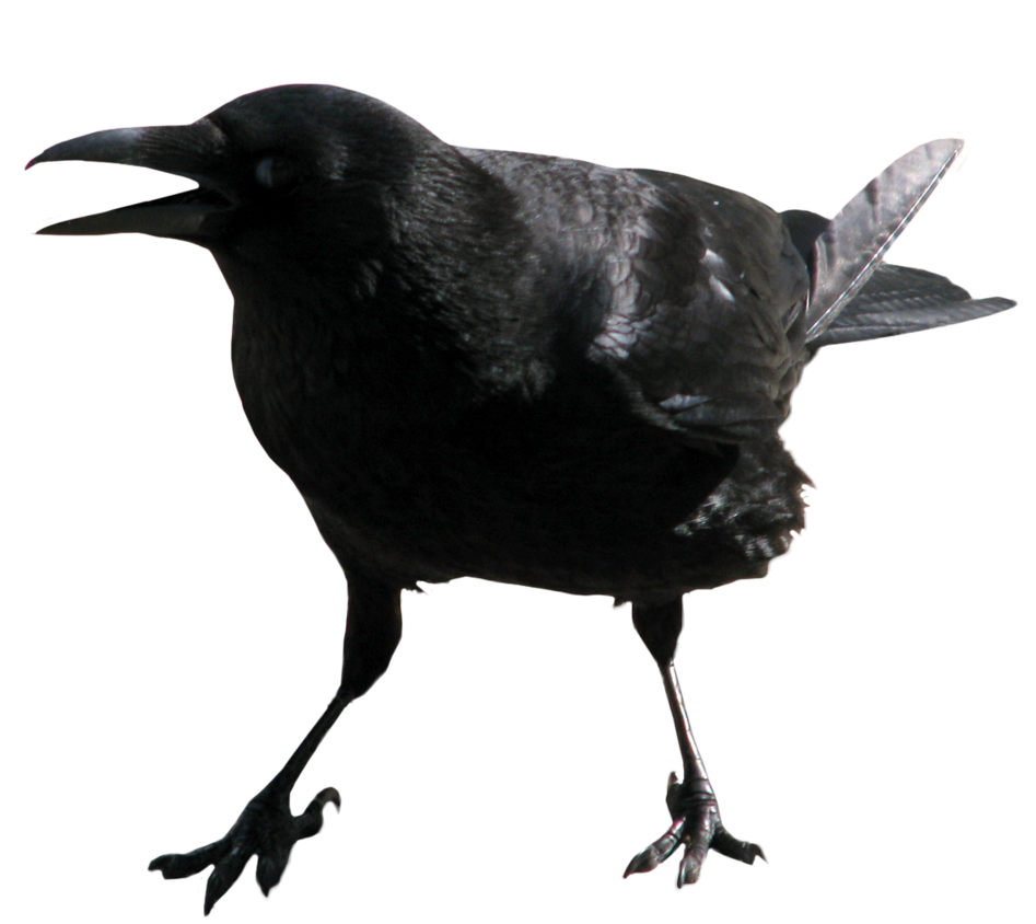 crow clipart white background