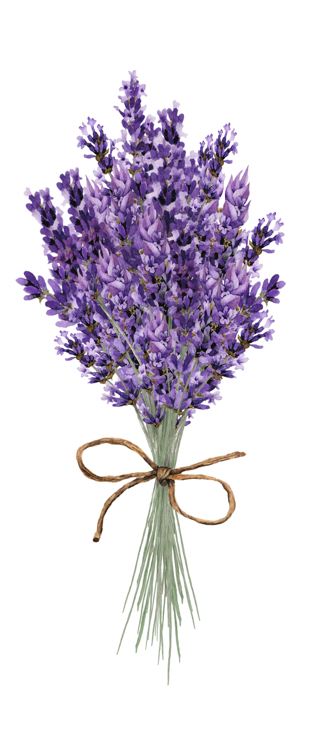lavender clipart lavender field
