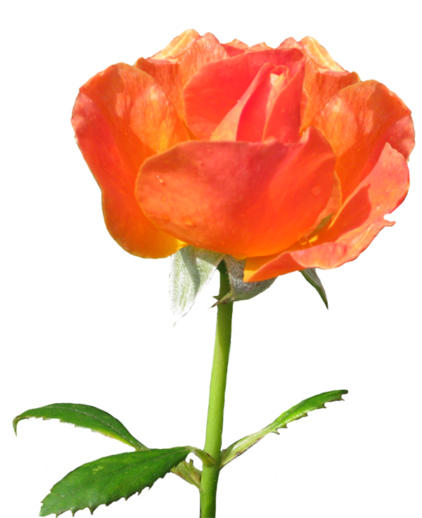 Clipart rose bloom. La sevillana