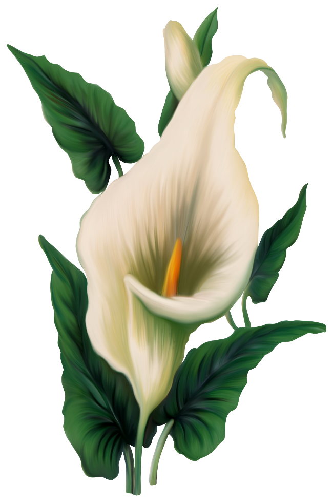 crucifix clipart easter lily plant