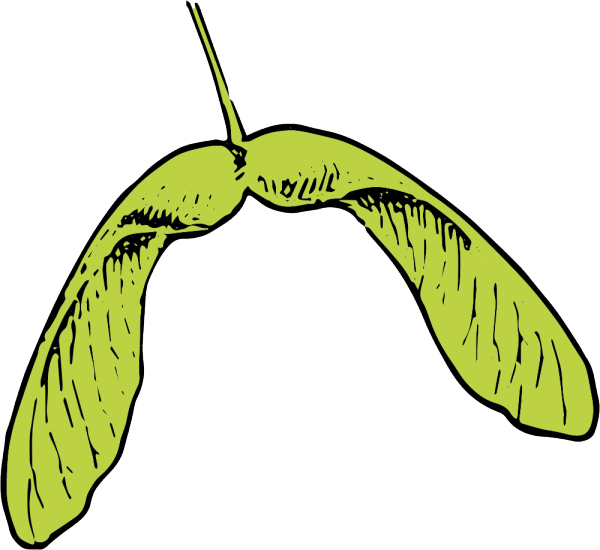 Maple leaf and seed. Cucumber clipart field