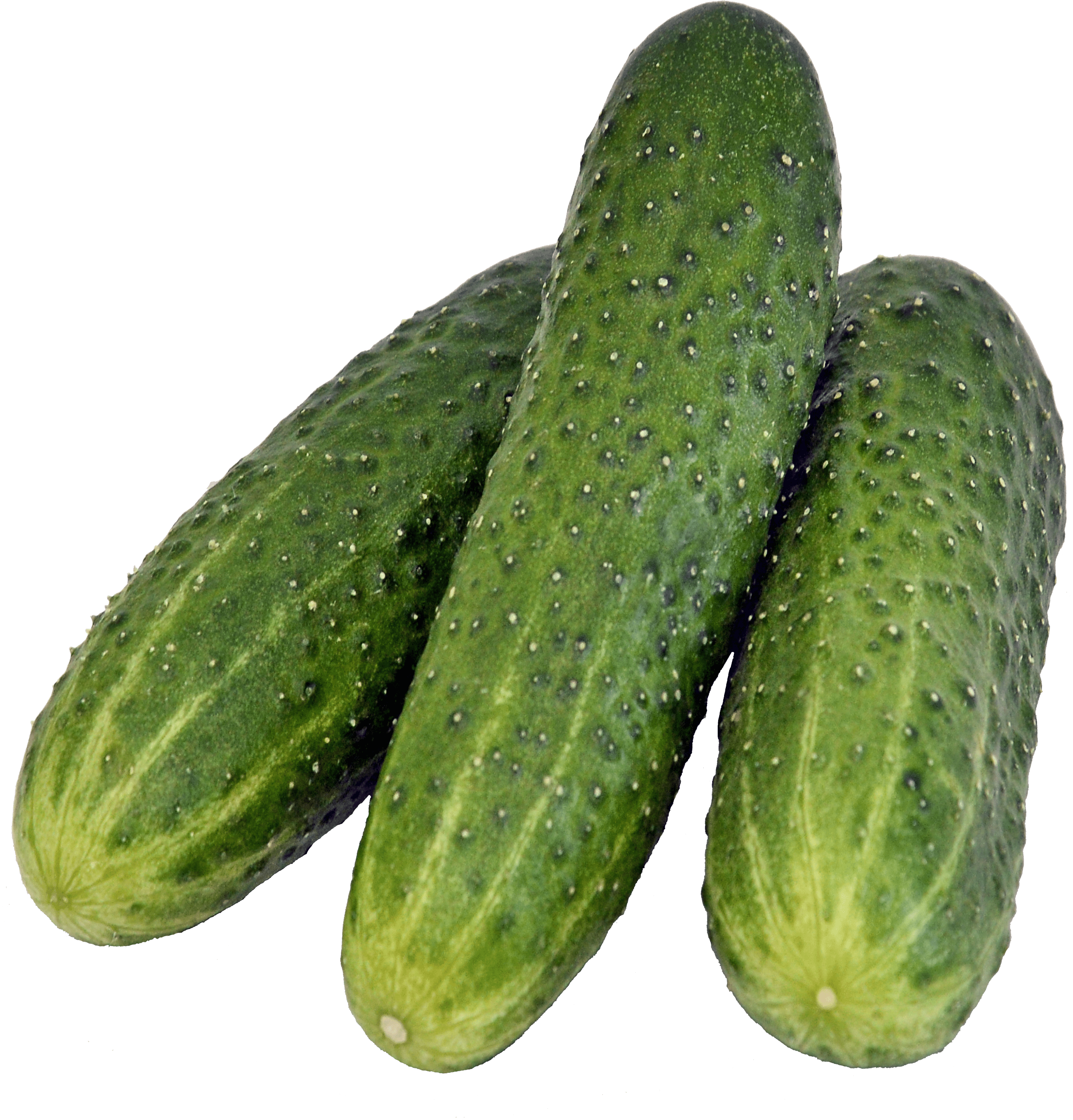 cucumber clipart file