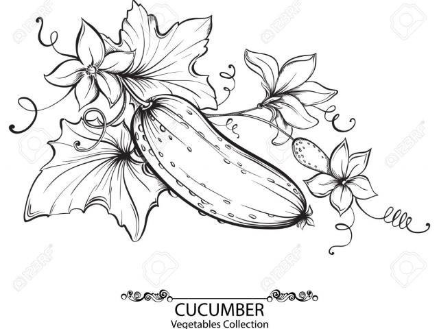 cucumber clipart sketch