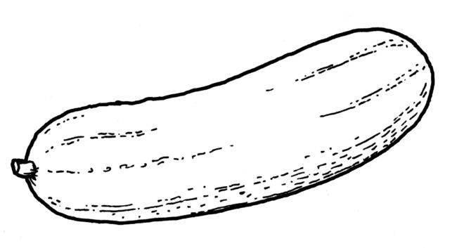 cucumber clipart sketch