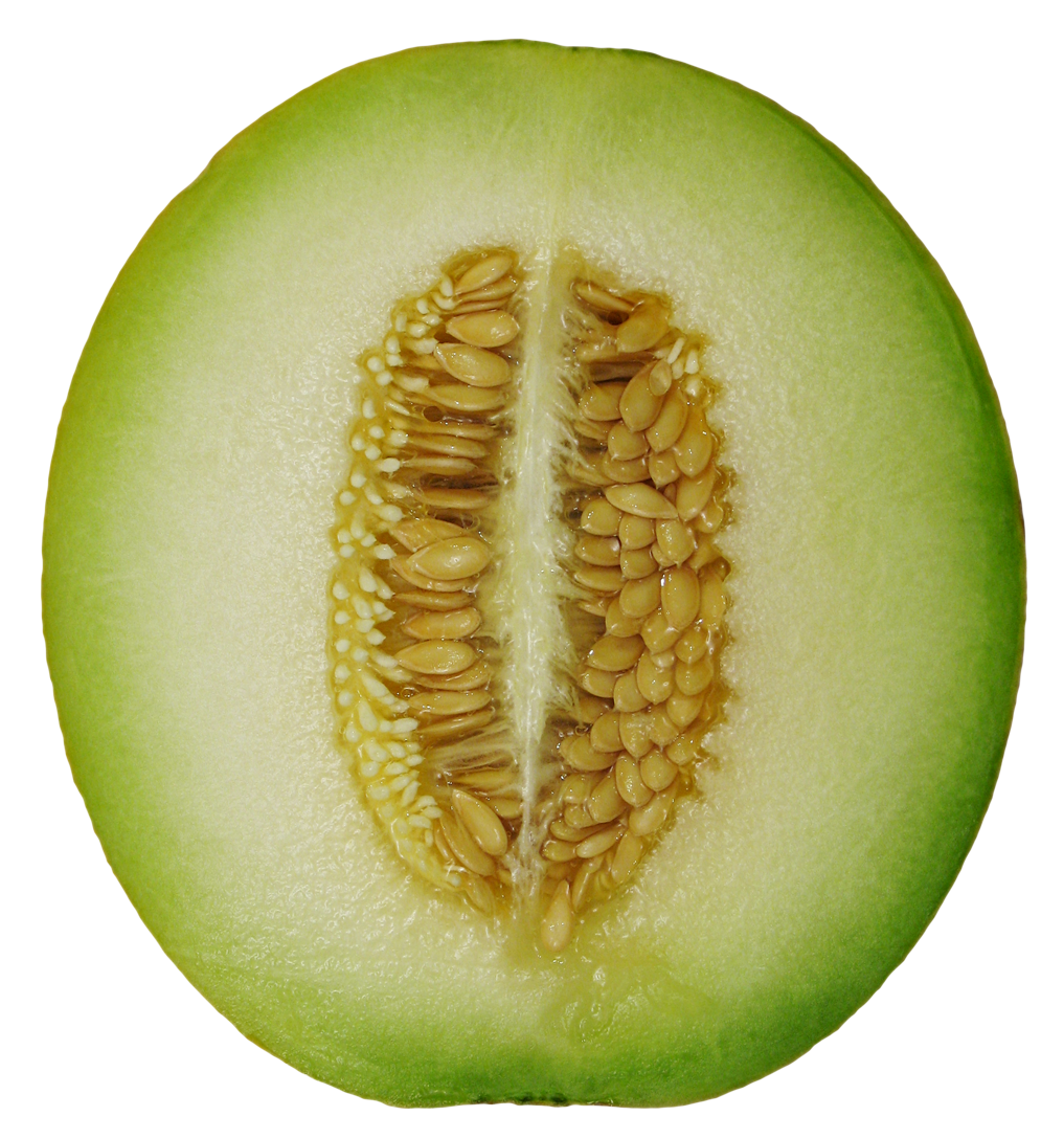 cucumber clipart winter melon