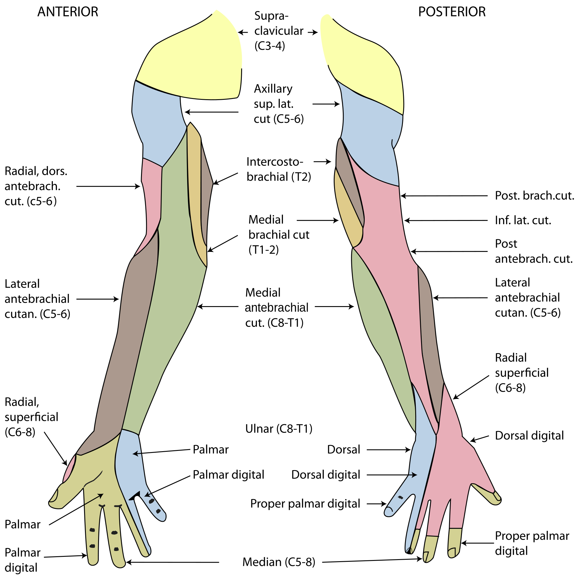 muscles clipart left arm