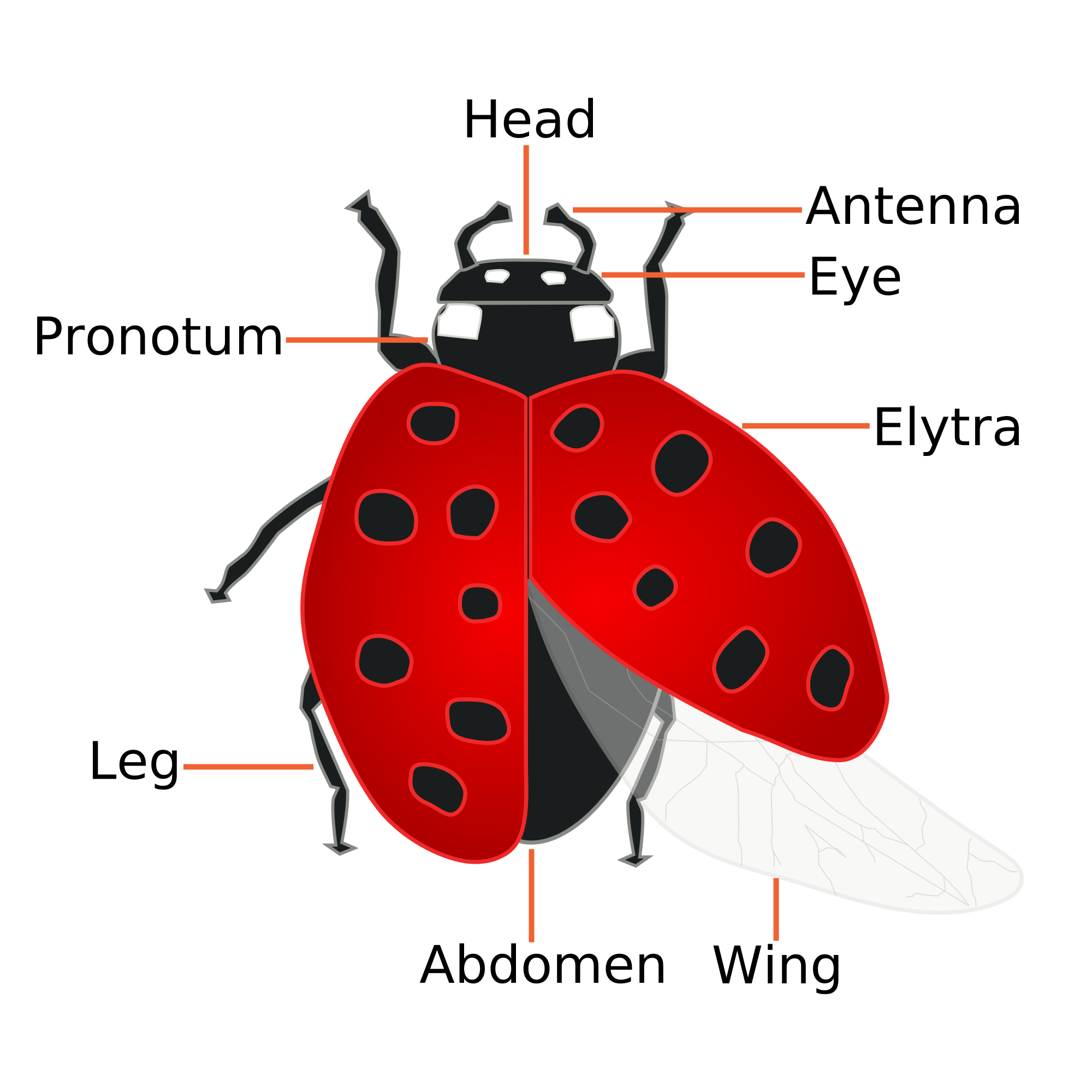 ladybugs clipart bettle