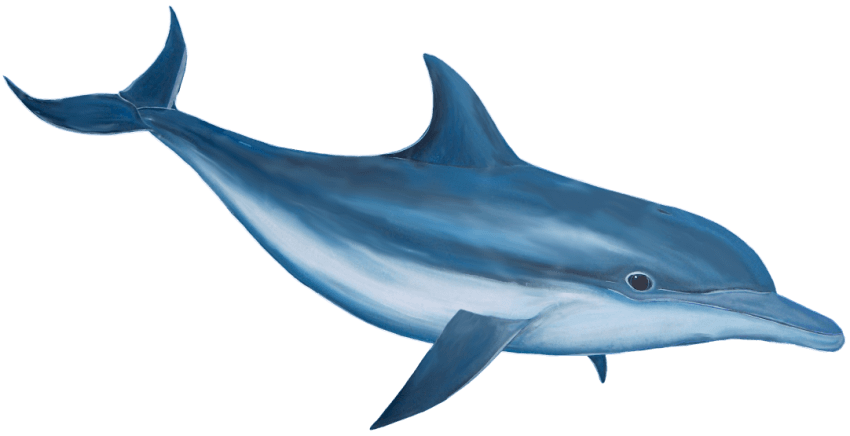 dolphins clipart transparent background