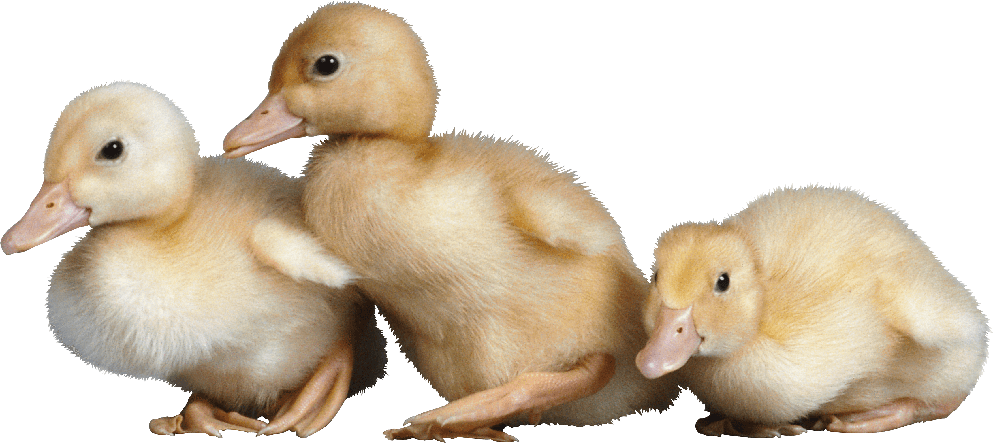 Duckling Clipart Baby Duck Cute Duck Clipart Png Download Sexiz Pix