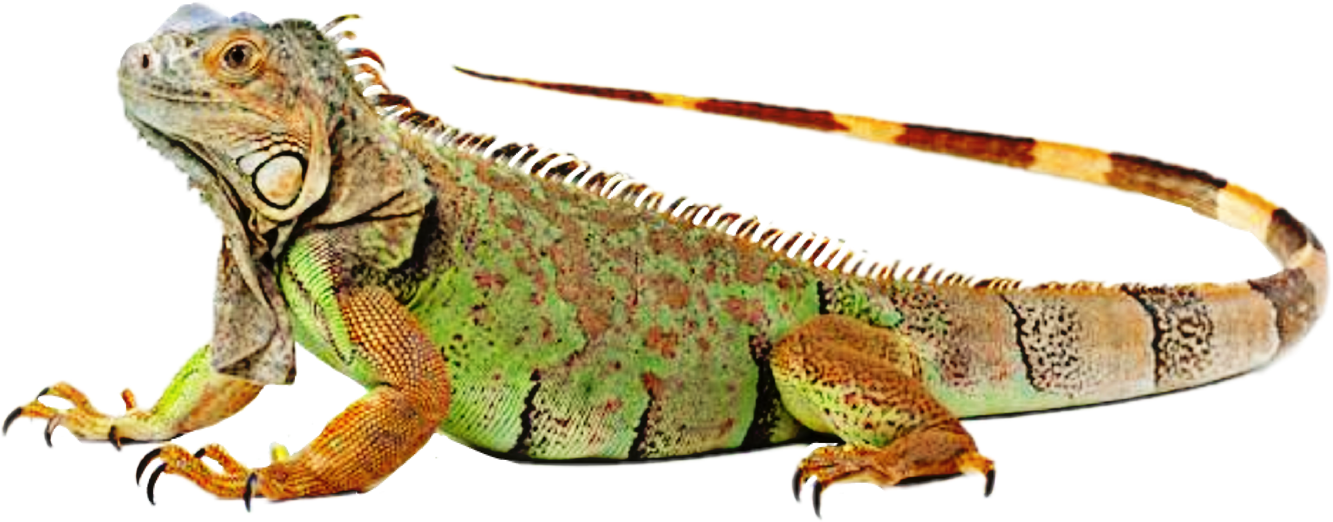 Iguana clipart colorful. Lizard reptile sticker by