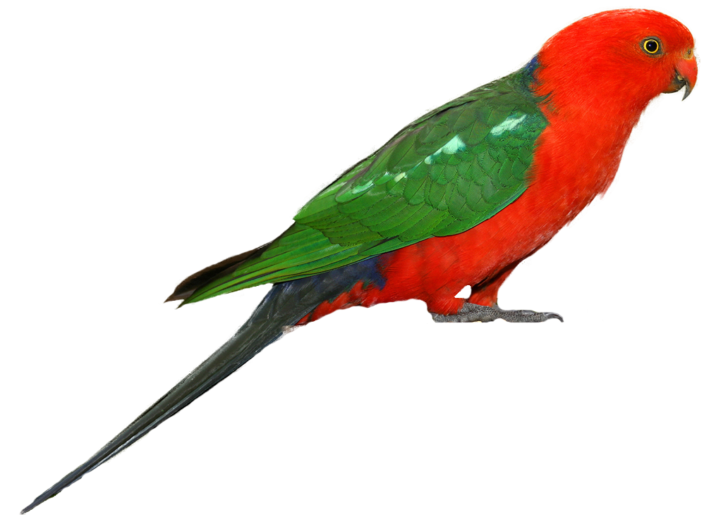 cute clipart parrot