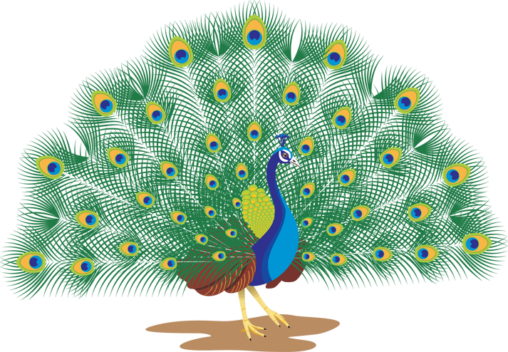 india clipart peacock