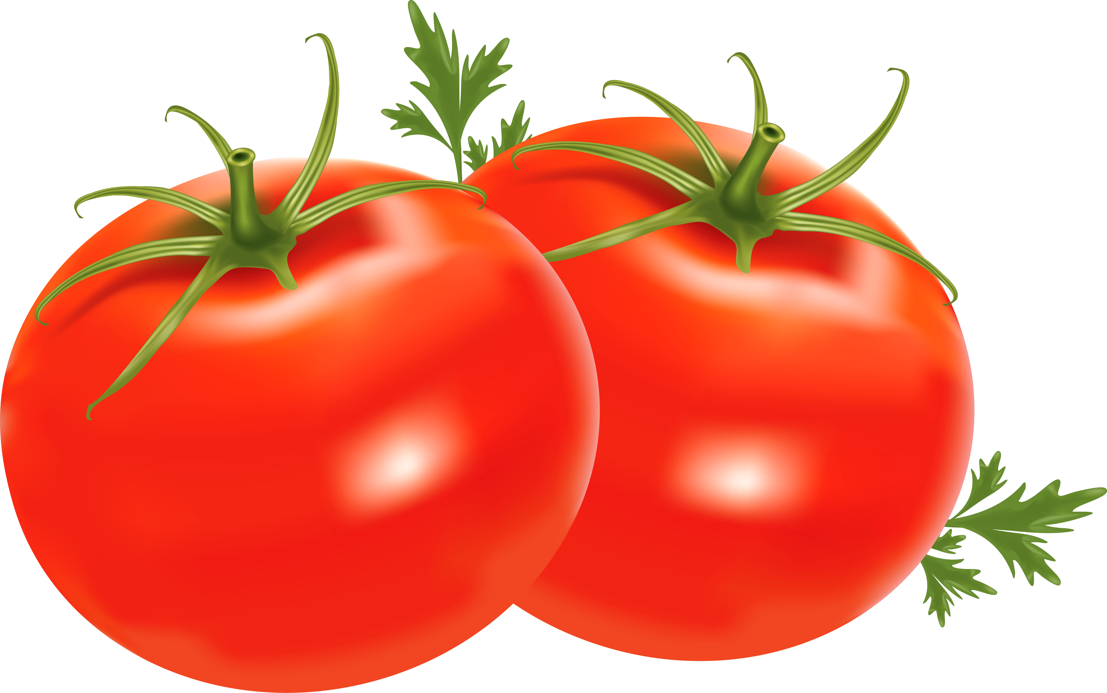 Tomato no backround clipground. Tomatoes clipart logo