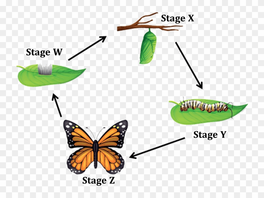 cycle clipart butterfly metamorphosis
