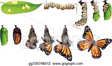 cycle clipart butterfly stage